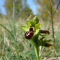 Ophrys_litigieux_31.jpg