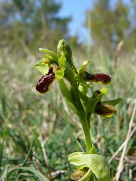 Ophrys_litigieux_32.jpg