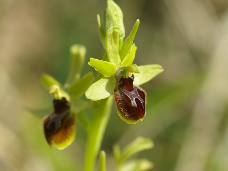 Ophrys_litigieux_33.jpg