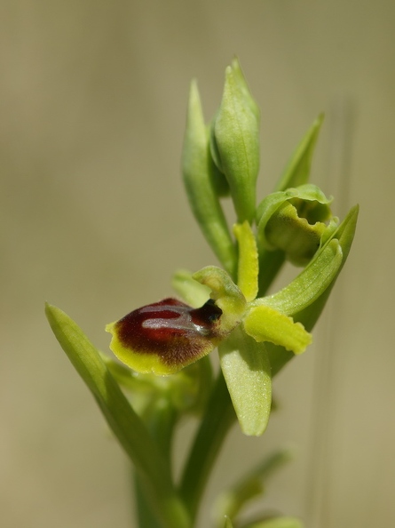 Ophrys_litigieux_34.jpg