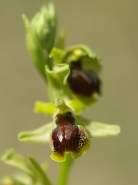 Ophrys_litigieux_35.jpg