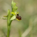 Ophrys_litigieux_36.jpg