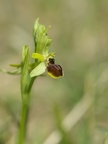 Ophrys litigieux