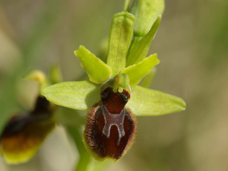 Ophrys_litigieux_37.jpg
