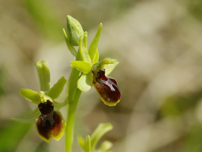 Ophrys_litigieux_38.jpg