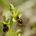 Ophrys_litigieux_38.jpg