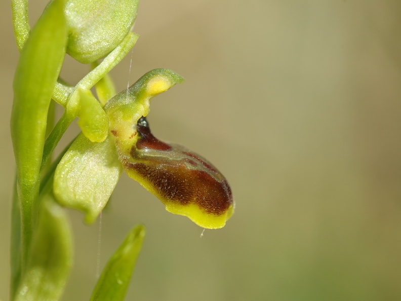 Ophrys_litigieux_39.jpg