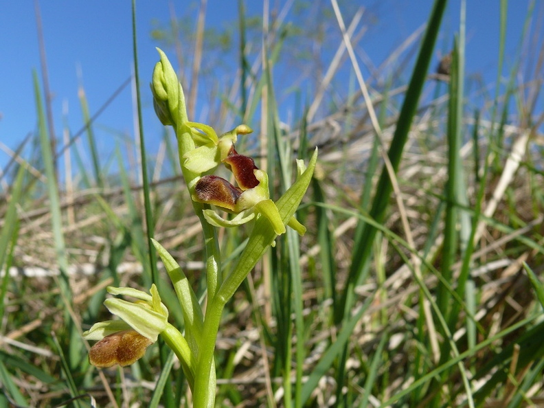 Ophrys_litigieux_40.jpg