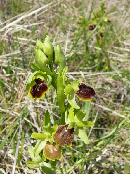 Ophrys_litigieux_41.jpg