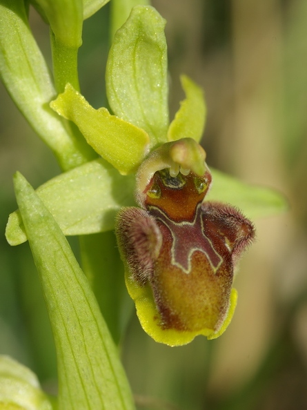 Ophrys_litigieux_42.jpg