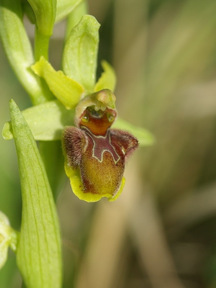 Ophrys_litigieux_43.jpg
