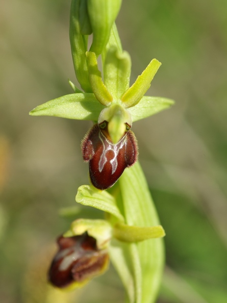 Ophrys_litigieux_44.jpg