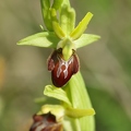 Ophrys_litigieux_44.jpg