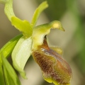 Ophrys_litigieux_45.jpg