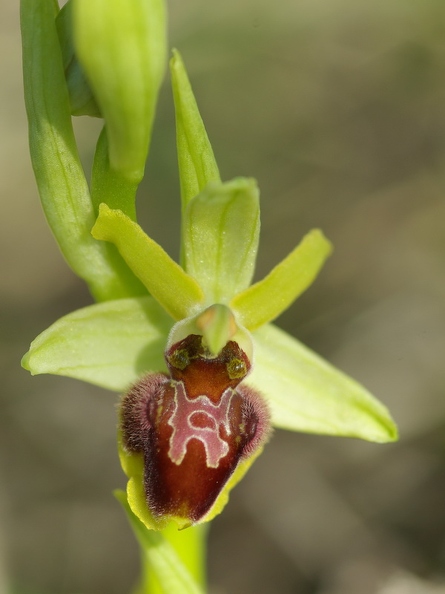 Ophrys_litigieux_46.jpg
