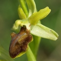 Ophrys_litigieux_47.jpg