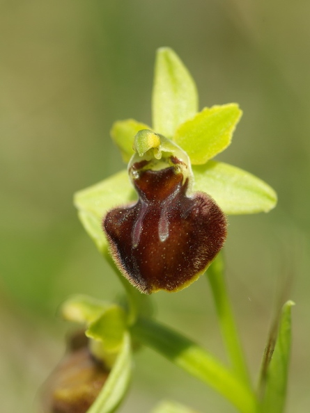 Ophrys_litigieux_48.jpg