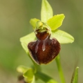 Ophrys_litigieux_48.jpg