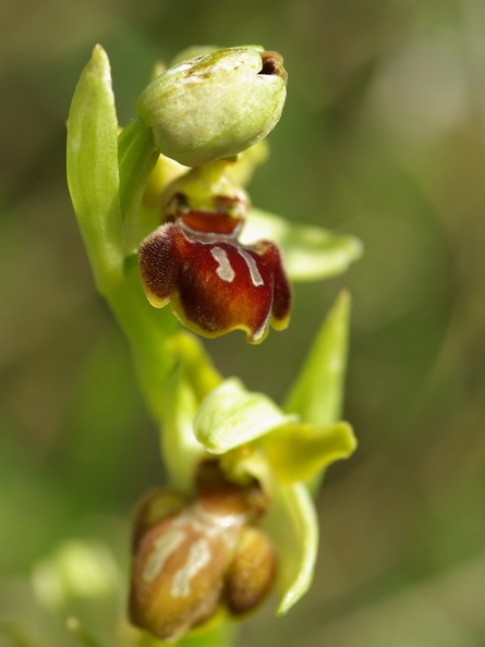 Ophrys_litigieux_49.jpg