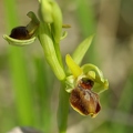 Ophrys_litigieux_50.jpg