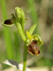 Ophrys litigieux