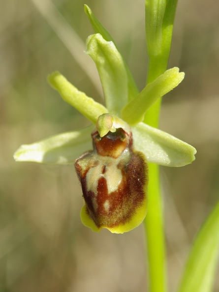 Ophrys_litigieux_51.jpg