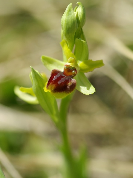Ophrys_litigieux_52.jpg