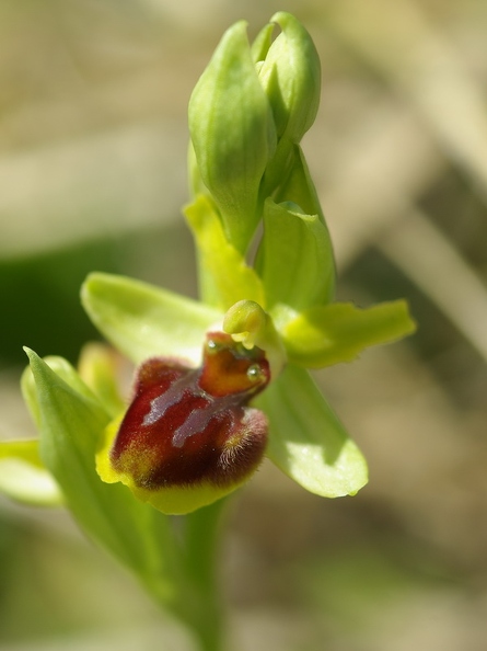 Ophrys_litigieux_53.jpg