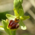 Ophrys_litigieux_53.jpg