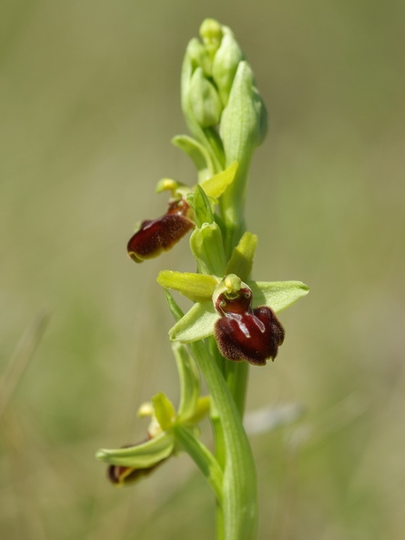 Ophrys_litigieux_54.jpg