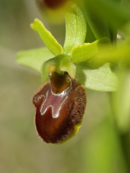 Ophrys_litigieux_55.jpg