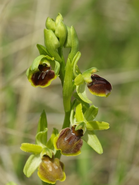 Ophrys_litigieux_56.jpg