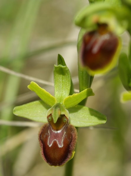 Ophrys_litigieux_57.jpg