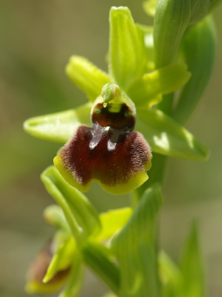 Ophrys_litigieux_58.jpg