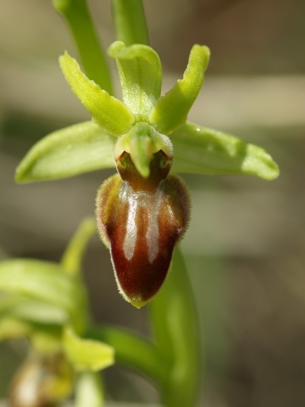 Ophrys_litigieux_59.jpg