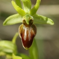 Ophrys_litigieux_59.jpg
