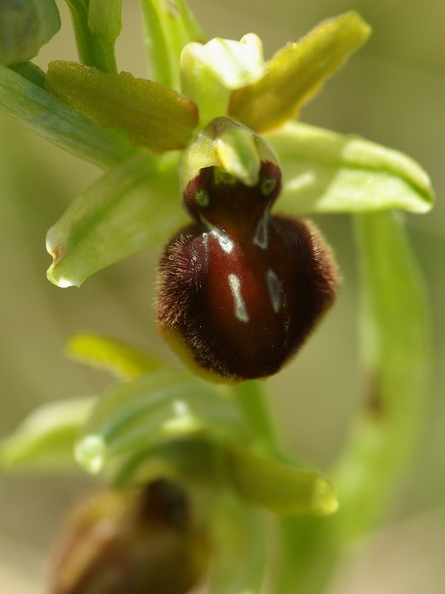 Ophrys_litigieux_60.jpg