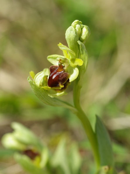 Ophrys_litigieux_61.jpg