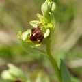 Ophrys_litigieux_61.jpg