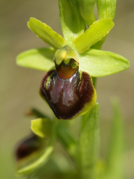 Ophrys_litigieux_62.jpg
