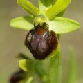 Ophrys_litigieux_62.jpg