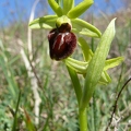 Ophrys_litigieux_63.jpg