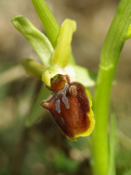 Ophrys_litigieux_64.jpg