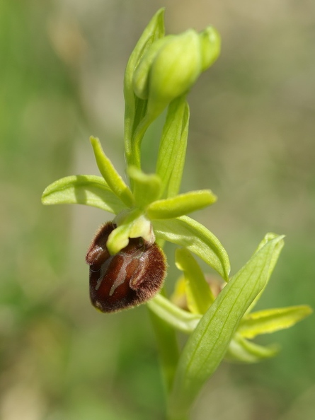 Ophrys_litigieux_65.jpg