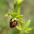 Ophrys_litigieux_65.jpg