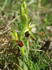 Ophrys litigieux