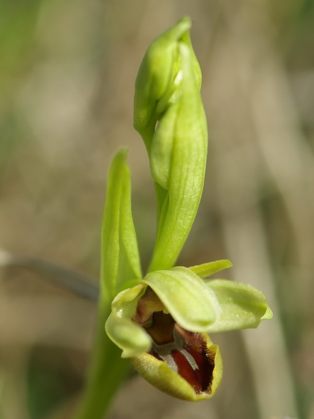 Ophrys_litigieux_67.jpg