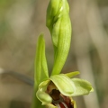 Ophrys_litigieux_67.jpg