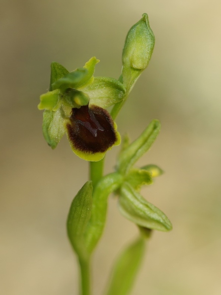 Ophrys_litigieux_68.jpg