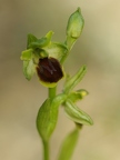 Ophrys litigieux